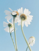 Sensitive Skin Oil-To-Milk Cleanser